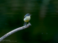 Lavandera cascadeña - Motacilla cinerea - Cuereta torrentera