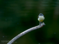 Lavandera cascadeña - Motacilla cinerea - Cuereta torrentera