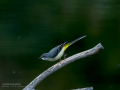 Lavandera cascadeña - Motacilla cinerea - Cuereta torrentera