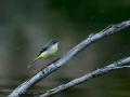 Lavandera cascadeña - Motacilla cinerea - Cuereta torrentera