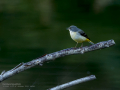 Lavandera cascadeña - Motacilla cinerea - Cuereta torrentera
