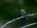 Lavandera cascadeña - Motacilla cinerea - Cuereta torrentera
