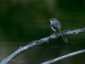 Lavandera cascadeña - Motacilla cinerea - Cuereta torrentera