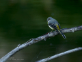 Lavandera cascadeña - Motacilla cinerea - Cuereta torrentera