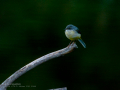 Lavandera cascadeña - Motacilla cinerea - Cuereta torrentera