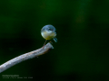 Lavandera cascadeña - Motacilla cinerea - Cuereta torrentera