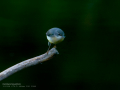 Lavandera cascadeña - Motacilla cinerea - Cuereta torrentera