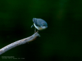 Lavandera cascadeña - Motacilla cinerea - Cuereta torrentera