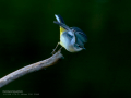 Lavandera cascadeña - Motacilla cinerea - Cuereta torrentera