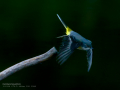 Lavandera cascadeña - Motacilla cinerea - Cuereta torrentera