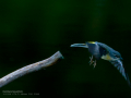Lavandera cascadeña - Motacilla cinerea - Cuereta torrentera