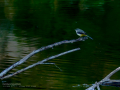 Lavandera cascadeña - Motacilla cinerea - Cuereta torrentera
