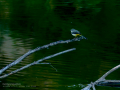 Lavandera cascadeña - Motacilla cinerea - Cuereta torrentera