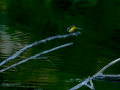 Lavandera cascadeña - Motacilla cinerea - Cuereta torrentera