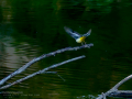Lavandera cascadeña - Motacilla cinerea - Cuereta torrentera