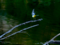 Lavandera cascadeña - Motacilla cinerea - Cuereta torrentera