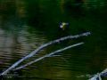 Lavandera cascadeña - Motacilla cinerea - Cuereta torrentera