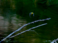Lavandera cascadeña - Motacilla cinerea - Cuereta torrentera