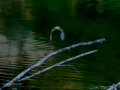 Lavandera cascadeña - Motacilla cinerea - Cuereta torrentera