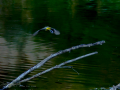 Lavandera cascadeña - Motacilla cinerea - Cuereta torrentera