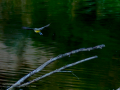 Lavandera cascadeña - Motacilla cinerea - Cuereta torrentera