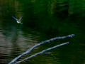 Lavandera cascadeña - Motacilla cinerea - Cuereta torrentera