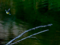 Lavandera cascadeña - Motacilla cinerea - Cuereta torrentera