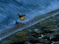 Lavandera cascadeña - Motacilla cinerea - Cuereta torrentera