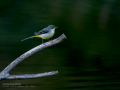 Lavandera cascadeña - Motacilla cinerea - Cuereta torrentera