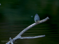 Lavandera cascadeña - Motacilla cinerea - Cuereta torrentera