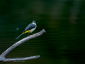 Lavandera cascadeña - Motacilla cinerea - Cuereta torrentera