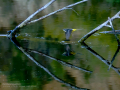 Lavandera cascadeña - Motacilla cinerea - Cuereta torrentera