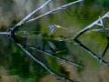 Lavandera cascadeña - Motacilla cinerea - Cuereta torrentera