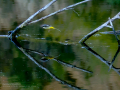 Lavandera cascadeña - Motacilla cinerea - Cuereta torrentera