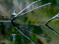 Lavandera cascadeña - Motacilla cinerea - Cuereta torrentera