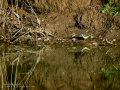 Lavandera cascadeña - Motacilla cinerea - Cuereta torrentera