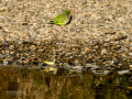 Lavandera cascadeña - Motacilla cinerea - Cuereta torrentera