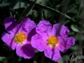 2015-04-11 11h06m56.jpg