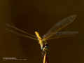 Libélula - Anisoptera - Anisòpters
