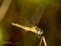 Libélula - Anisoptera - Anisòpters