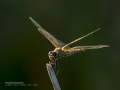 Libélula - Anisoptera - Anisòpters