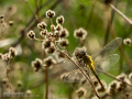 Libélula - Anisoptera - Anisòpters