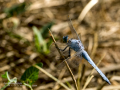 Libélula - Anisoptera - Anisòpters