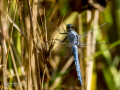 Libélula - Anisoptera - Anisòpters