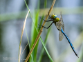 Libélula - Anisoptera - Anisòpters