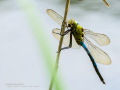 Libélula - Anisoptera - Anisòpters