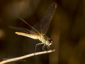 Libélula - Sympetrum fonscolombii - Pixaví nervat