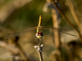 Libélula - Sympetrum fonscolombii - Pixaví nervat
