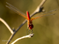 Libélula - Sympetrum fonscolombii - Pixaví nervat