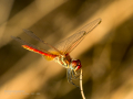 Libélula - Sympetrum fonscolombii - Pixaví nervat